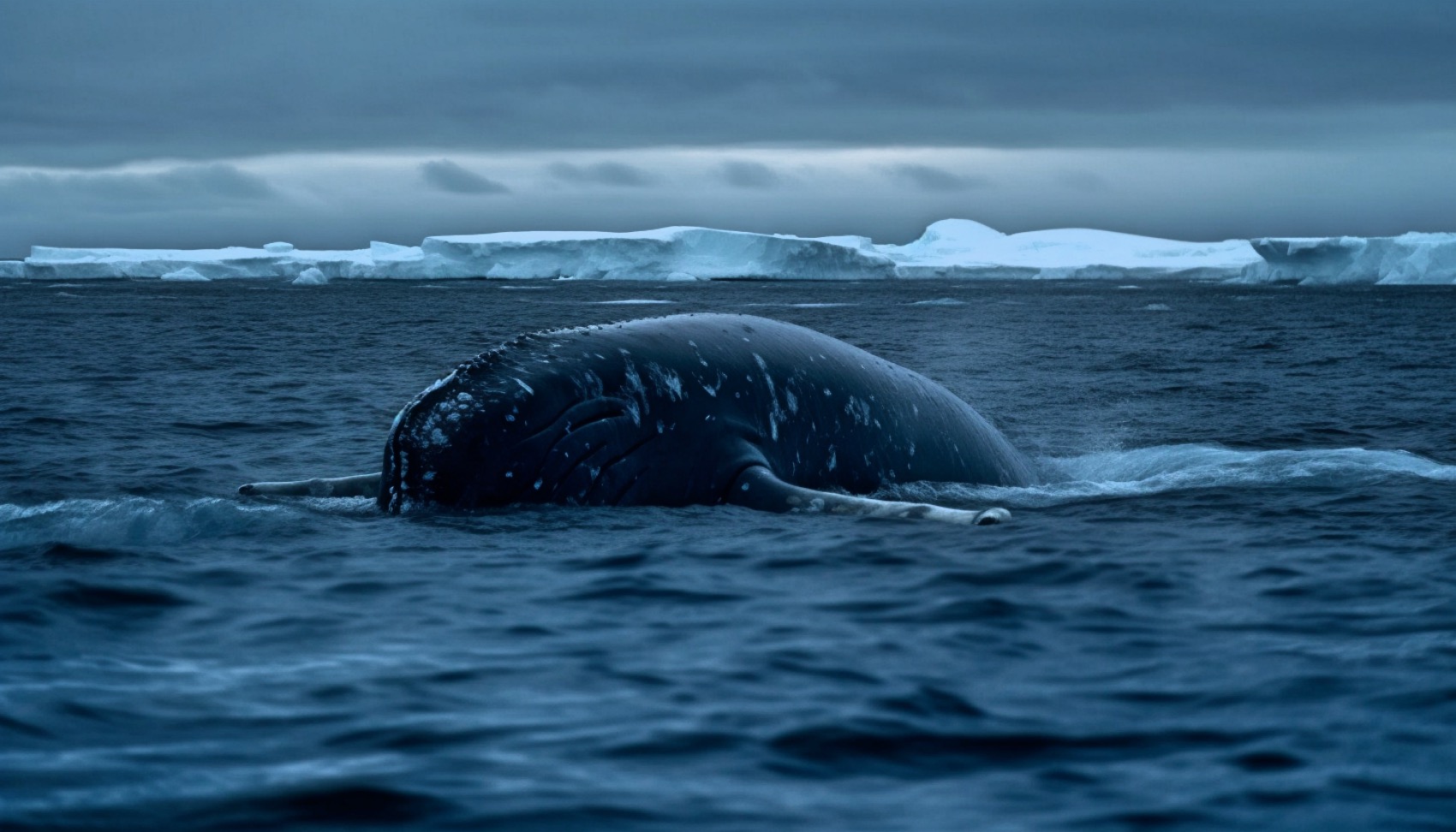 bowhead whale trivia game