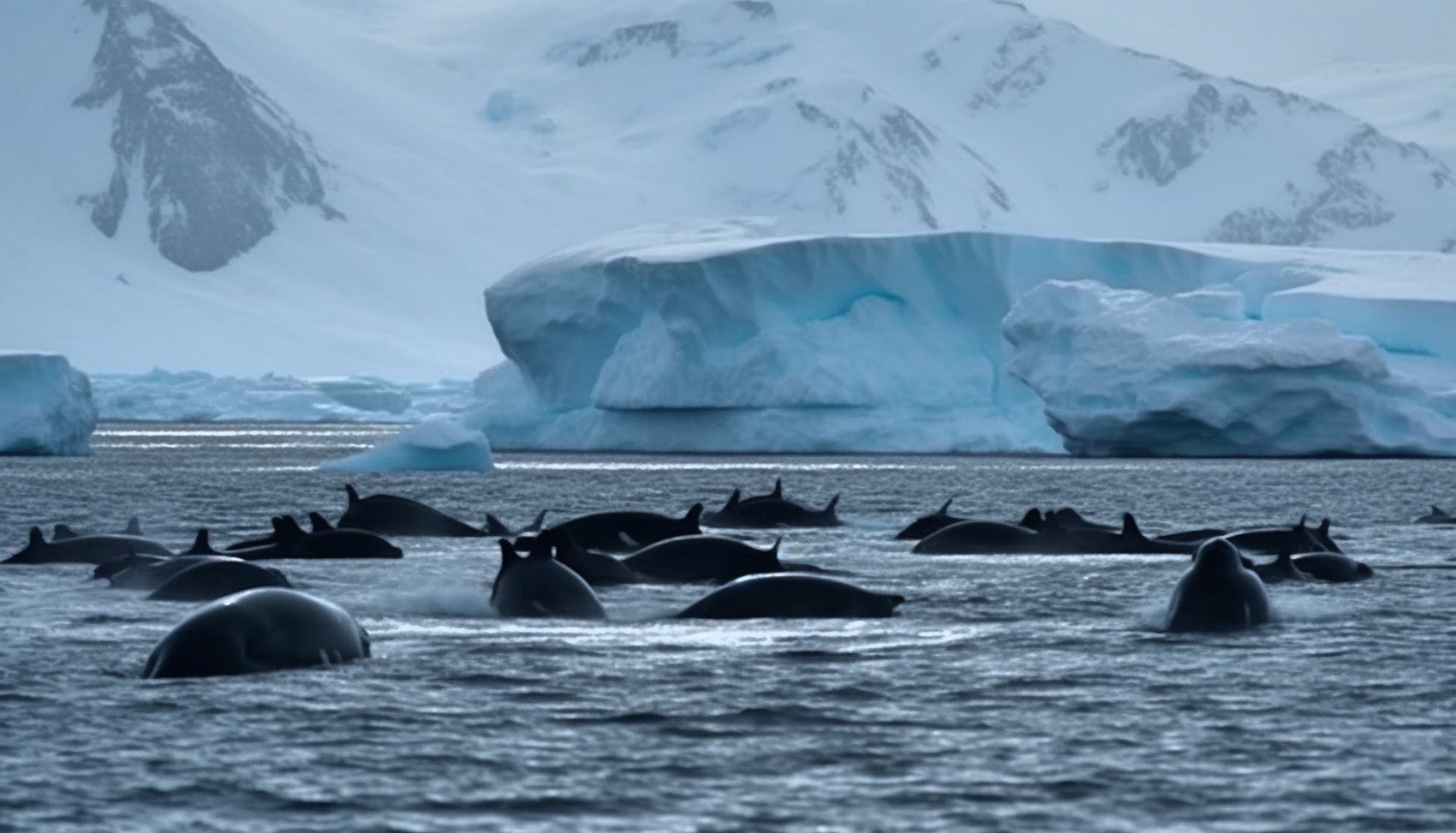 bowhead whale trivia game