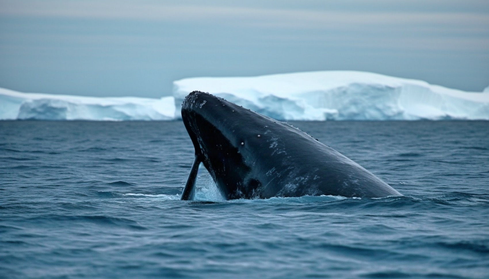 bowhead whale trivia game