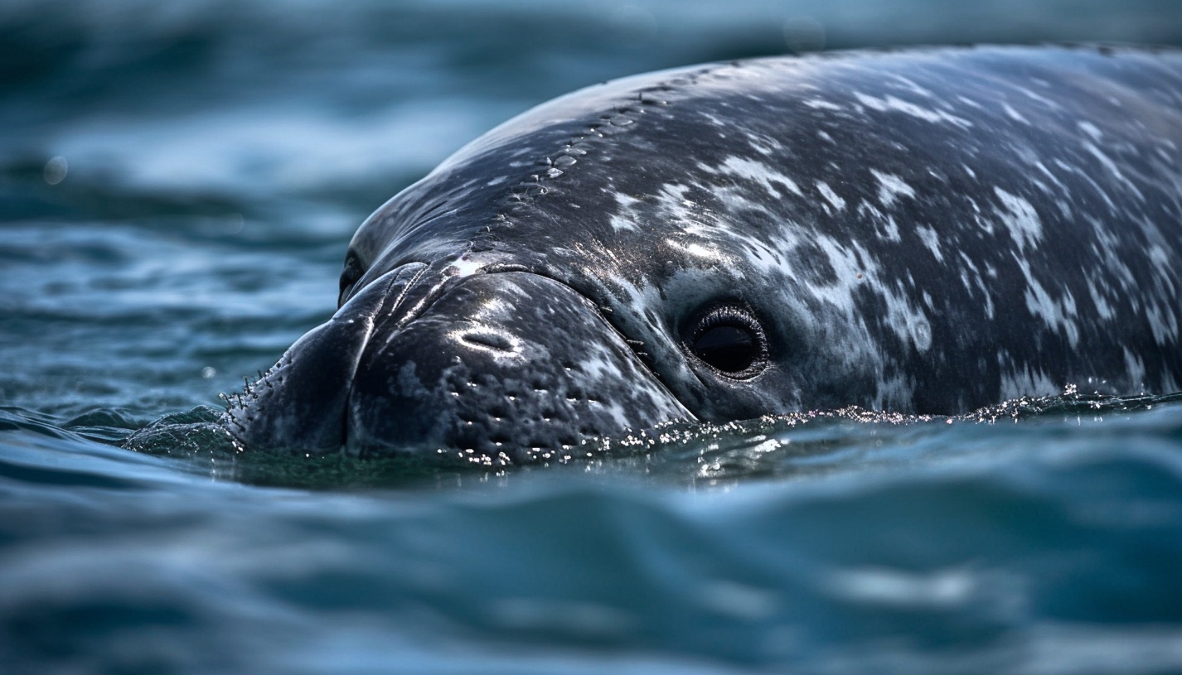 bowhead whale trivia game