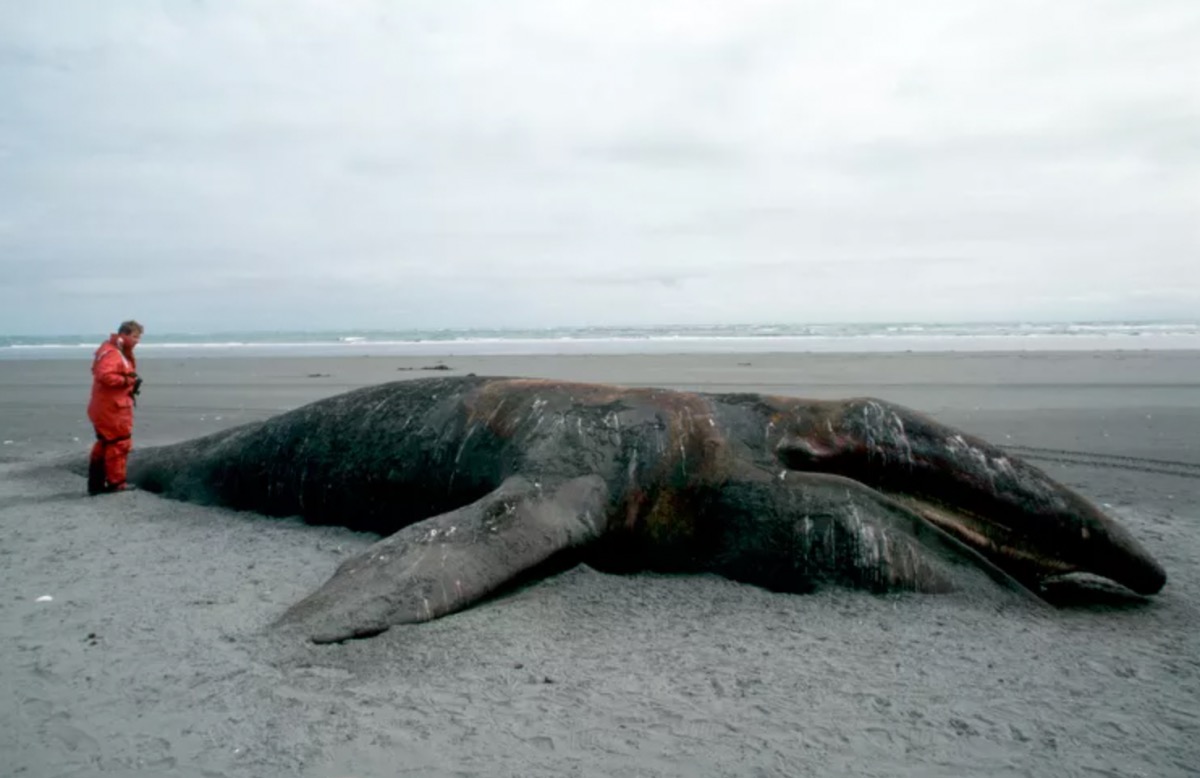 gray whale die-offs